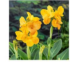 Moerings Canna Emily | Bloemriet | In 18CM Mand Kant en Klaar