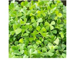 Water klavertje vier Marsilea quadrifolia P11Moerings
