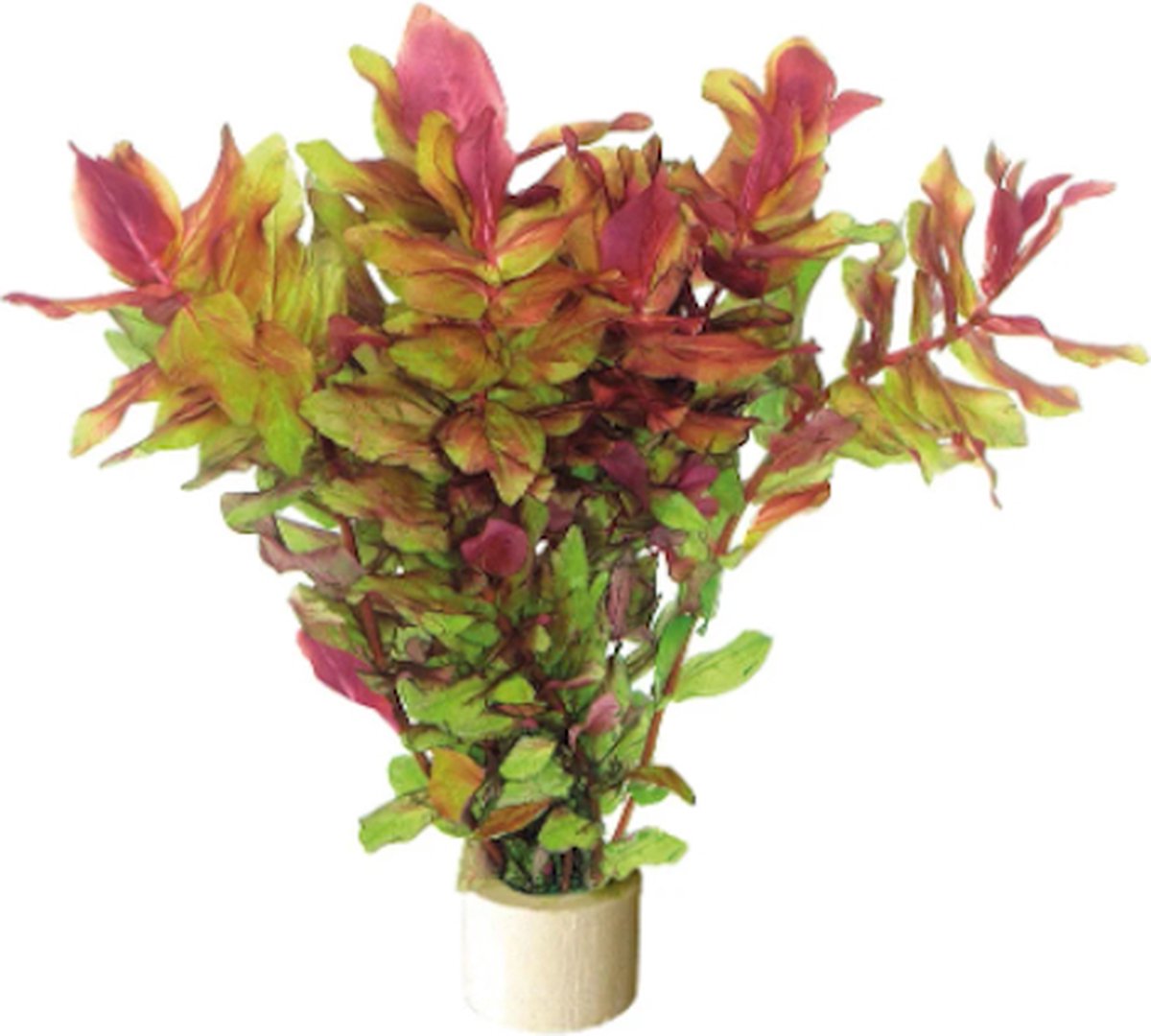 Aquafleur Rotala Macrandra | Roze Macandra | in Terracotta Ring