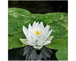 Moerings Nymphaea Perry’s Double White | Waterlelie | In 11CM pot