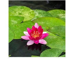 Moerings Nymphaea Pygmea Rubra | Waterlelie | In 3L Mand