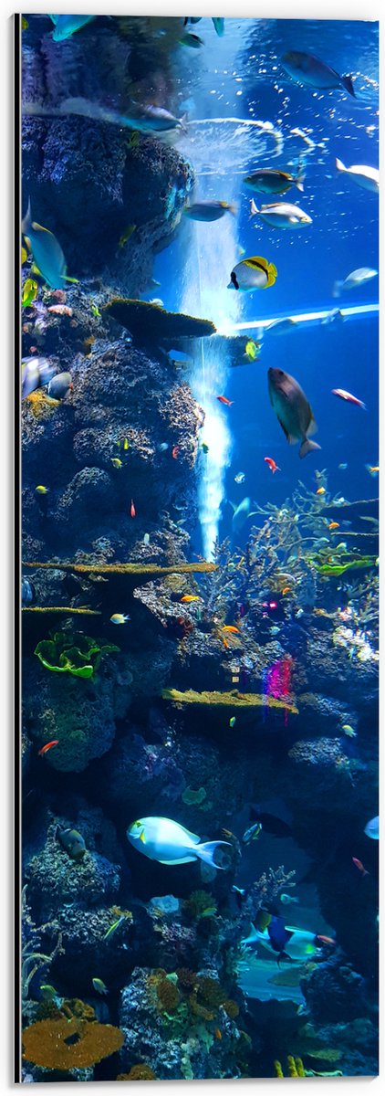 Dibond - Prachtig Aquarium met mooie Vissen - 20x60 cm Foto op Aluminium (Wanddecoratie van metaal)