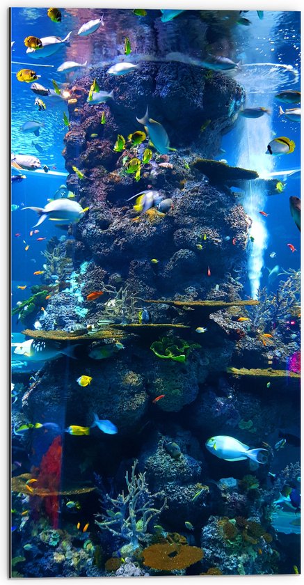 WallClassics - Dibond - Prachtig Aquarium met mooie Vissen - 50x100 cm Foto op Aluminium (Wanddecoratie van metaal)