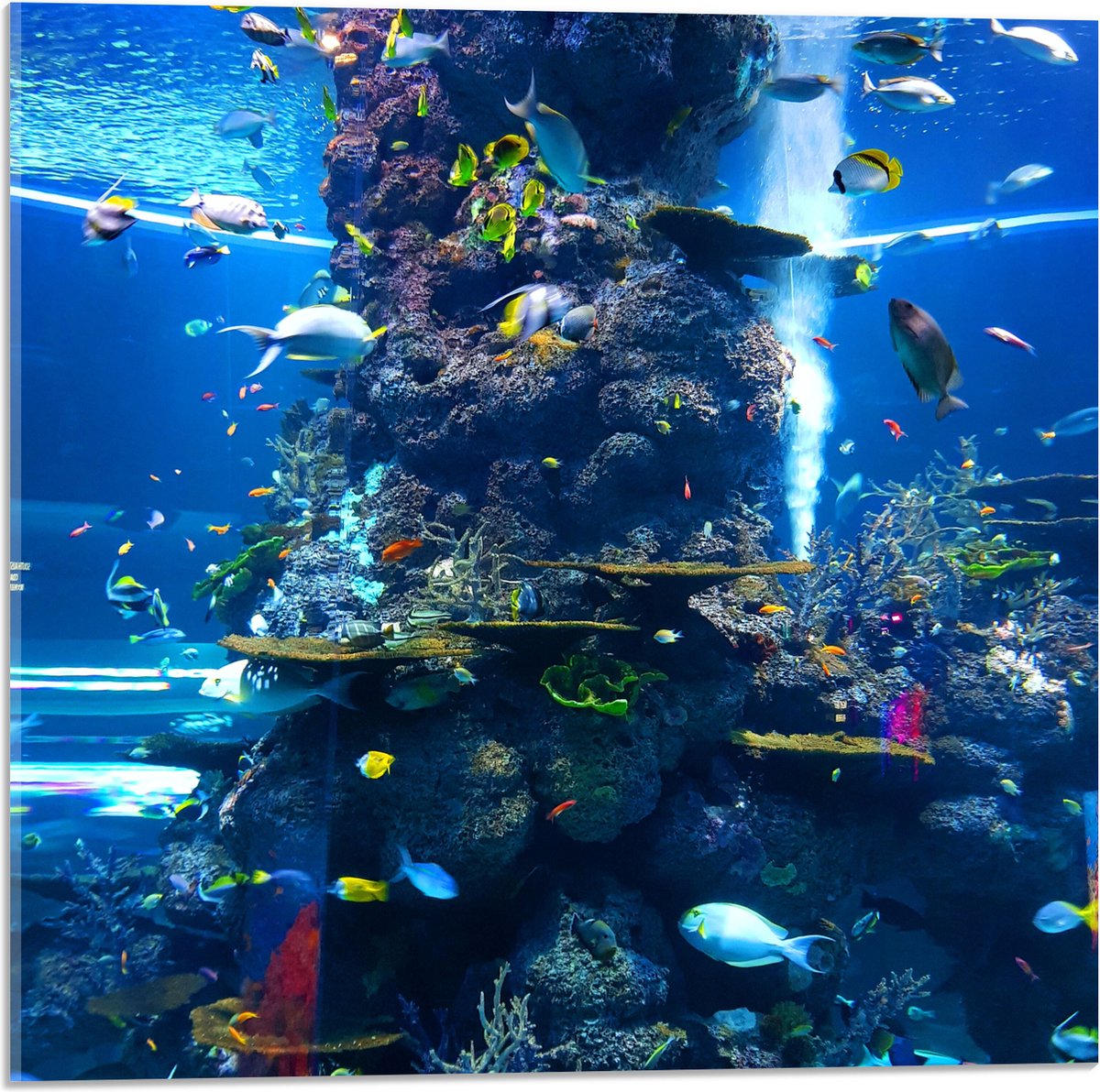 Acrylglas - Prachtig Aquarium met mooie Vissen - 50x50 cm Foto op Acrylglas (Wanddecoratie op Acrylaat)