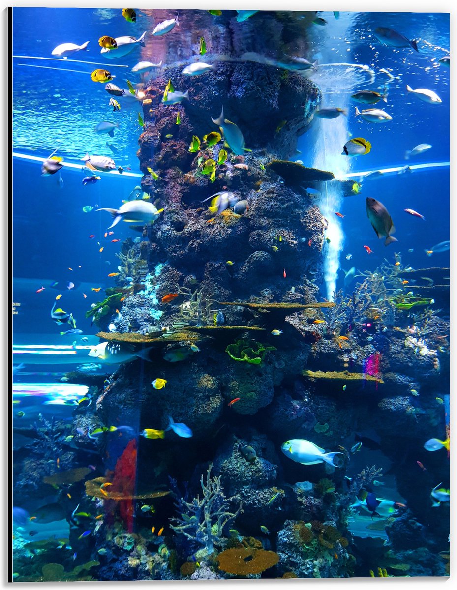 Dibond - Prachtig Aquarium met mooie Vissen - 30x40 cm Foto op Aluminium (Wanddecoratie van metaal)