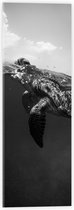 WallClassics - Acrylglas - Schildpad Zwemmend in het Water Zwart / Wit - 20x60 cm Foto op Acrylglas (Wanddecoratie op Acrylaat)