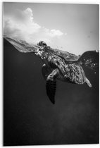 WallClassics - Acrylglas - Schildpad Zwemmend in het Water Zwart / Wit - 50x75 cm Foto op Acrylglas (Wanddecoratie op Acrylaat)