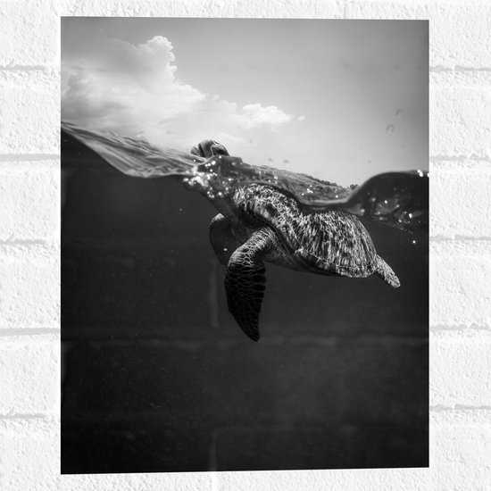 WallClassics - Muursticker - Schildpad Zwemmend in het Water Zwart / Wit - 30x40 cm Foto op Muursticker