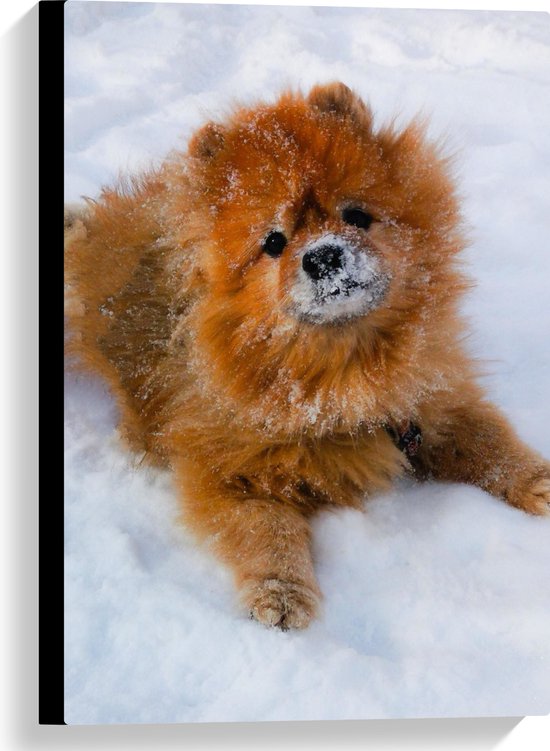 WallClassics - Canvas  - Fluffy Hond in de Sneeuw - 40x60 cm Foto op Canvas Schilderij (Wanddecoratie op Canvas)