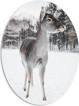 WallClassics - PVC Schuimplaat Ovaal - Hertje in de Winter - 51x68 cm Foto op Ovaal  (Met Ophangsysteem)