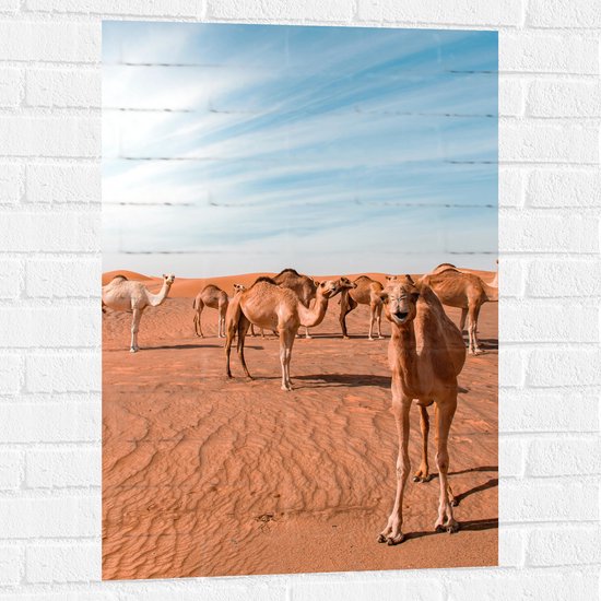 WallClassics - Muursticker - Vrolijke Kamelen in de Woestijn - 60x90 cm Foto op Muursticker