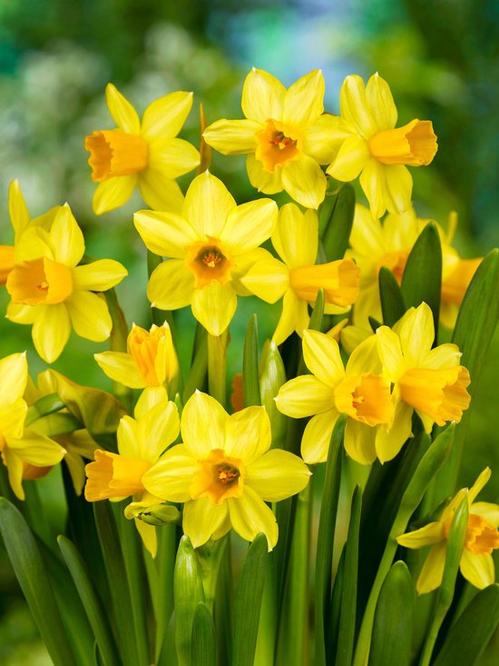 100x Jonquilles 'Tete a tete' - Bulbes à fleurs et plantes BULBi® avec garantie de floraison