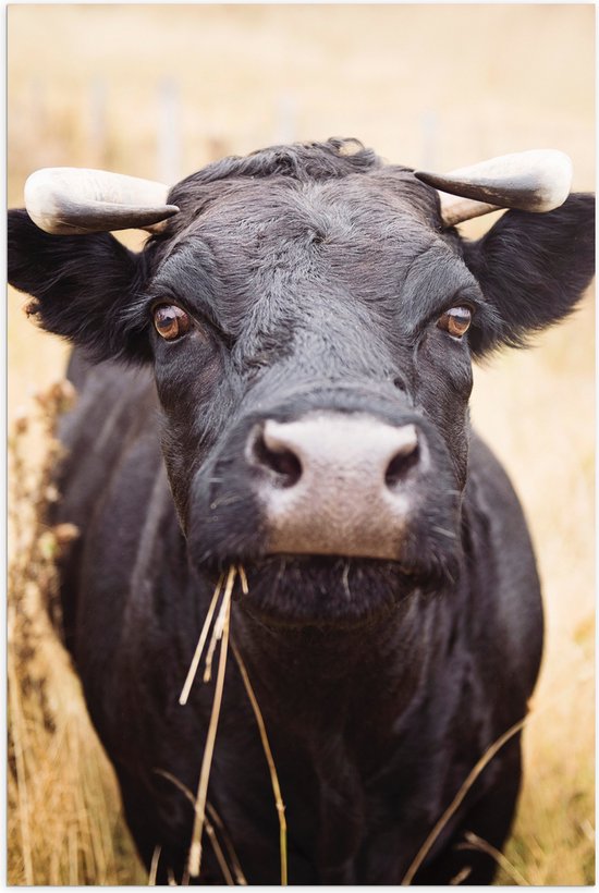 WallClassics - Poster (Mat) - Zwarte Stier Eet Gras - 60x90 cm Foto op Posterpapier met een Matte look