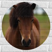 WallClassics - Muursticker Cirkel - Bruin Paard van Voren - 50x50 cm Foto op Muursticker
