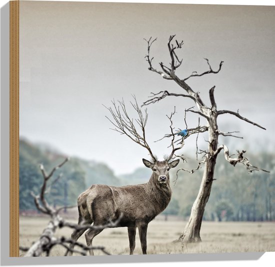 WallClassics - Hout - Hert met Groot Gewei - 50x50 cm - 12 mm dik - Foto op Hout (Met Ophangsysteem)