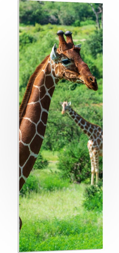 WallClassics - PVC Schuimplaat- Giraffen in de Natuur - 40x120 cm Foto op PVC Schuimplaat
