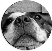 WallClassics - Dibond Muurcirkel - Nieuwsgierige Hond Zwart / Wit - 20x20 cm Foto op Aluminium Muurcirkel (met ophangsysteem)