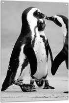 WallClassics - Tuinposter – Spelende Pinguïns Zwart / Wit - 70x105 cm Foto op Tuinposter  (wanddecoratie voor buiten en binnen)