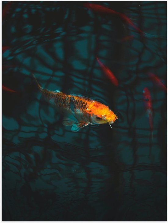 WallClassics - Poster (Mat) - Oranje Koi in het Water - 75x100 cm Foto op Posterpapier met een Matte look