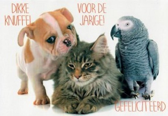 Foto: Een dikke knuffel voor de jarige van harte gefeliciteerd een mooie kaart met grappige dieren een hond kat en papegaai een leuke kaart om bij een cadeau te voegen een dubbele wenskaart inclusief envelop en in folie verpakt 