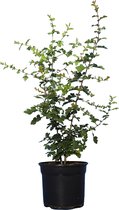 10 stuks | Meidoornhaag Pot 60-100 cm - Bloeiende plant - Inbraakwerend - Populair bij vogels - Bladverliezend