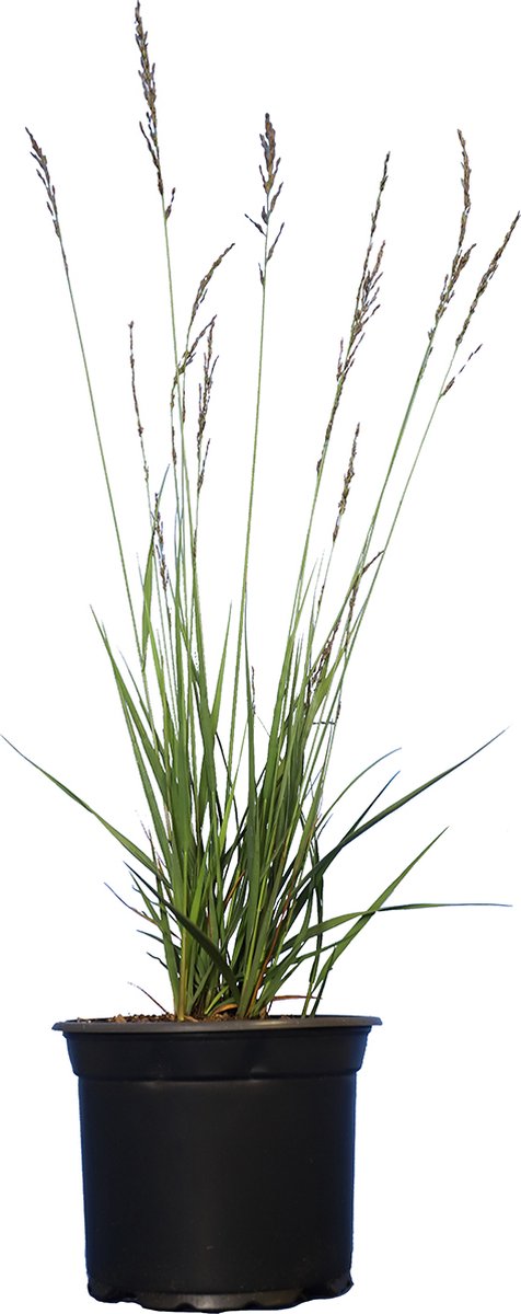 Set van 10 | Pijpenstrootje ‘Edith dudszus' Pot 20-25 cm - Bladverliezend - Geschikt als lage haag - Groeit opgaand - Weinig onderhoud