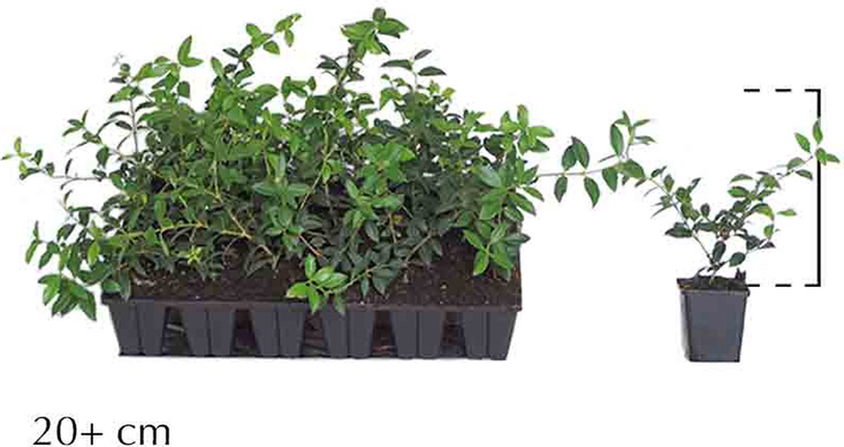 Plants Online - Haagplanten - Schijnhulst 'burkwoodii' - 0.7 liter pot --tray - set van 18 - Bloeiende plant - Geschikt als lage haag - Geurend - Insectenlokkend - Wintergroen