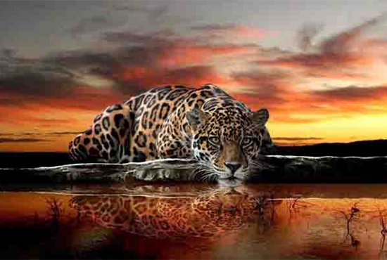 Tiger In The Evening Red - Foto op plexiglas 60 x 40 cm incl. gratis ophangsysteem - Wanddecoratie