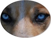 WallClassics - Dibond Ovaal - Blauwe Ogen van een Hond - 40x30 cm Foto op Ovaal (Met Ophangsysteem)