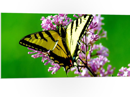 WallClassics - PVC Schuimplaat - Geel met Zwarte Vlinder op Roze Bloem - 100x50 cm Foto op PVC Schuimplaat (Met Ophangsysteem)