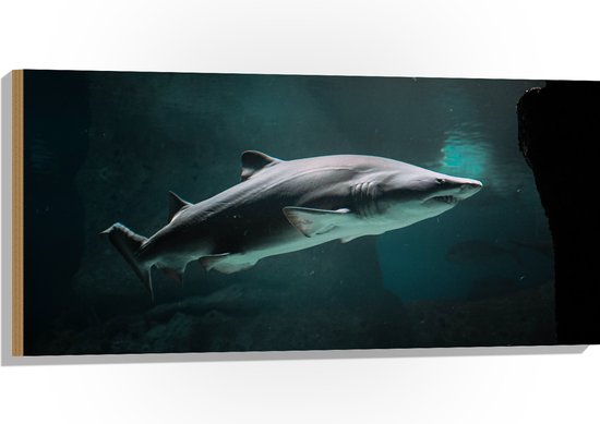 Requins en Guadeloupe : ce que doivent savoir les vacanciers