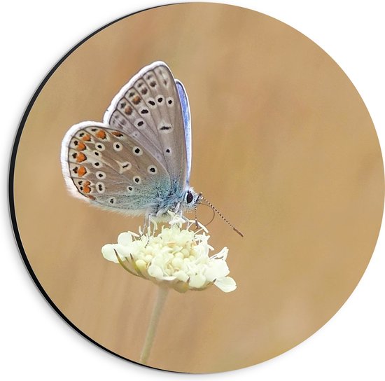 WallClassics - Dibond Muurcirkel - Icarusblauwtje Vlinder op Witte Bloem - 20x20 cm Foto op Aluminium Muurcirkel (met ophangsysteem)