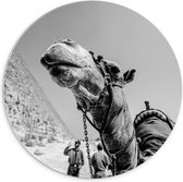 WallClassics - Panneau mural en mousse PVC - Chameau à pyramide Zwart et Wit - Photo 70 x 70 cm sur panneau mural (avec système de suspension)