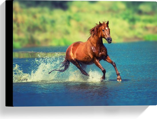 WallClassics - Toile - Cheval marron courant dans l' Water - 40x30 cm Photo sur toile (Décoration murale sur toile)