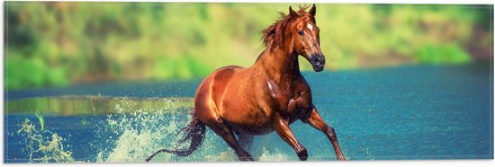WallClassics - Vlag - Bruin Paard Rent door het Water - 60x20 cm Foto op Polyester Vlag