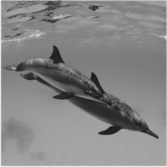 WallClassics - Poster Glanzend – Dolfijnen onder Water Zwart / Wit - 50x50 cm Foto op Posterpapier met Glanzende Afwerking