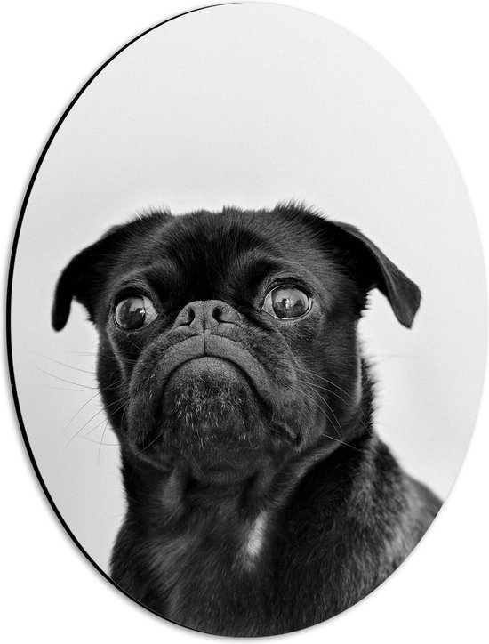 WallClassics - Dibond Ovaal - Dog in Black - 30x40 cm Foto op Ovaal (Met Ophangsysteem)