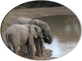 WallClassics - Dibond Ovaal - Drinkende Olifanten bij een Meer - 40x30 cm Foto op Ovaal (Met Ophangsysteem)