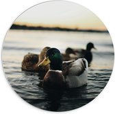WallClassics - Cercle mural en panneau de mousse PVC - Canards dans l' Water - Photo 70 x 70 cm sur cercle mural (avec système de suspension)