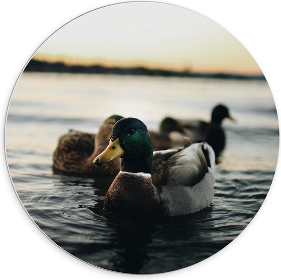 WallClassics - Cercle mural en panneau de mousse PVC - Canards dans l' Water - Photo 70 x 70 cm sur cercle mural (avec système de suspension)