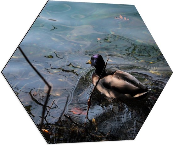 WallClassics - Dibond Hexagon - Eendje Zwemmend in het Water - 80x69.6 cm Foto op Hexagon (Met Ophangsysteem)