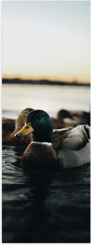 WallClassics - Poster (Matte) - Canards dans l' Water - 40x120 cm Photo sur Papier Poster d'aspect Mat