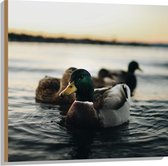 WallClassics - Hout - Eendjes in het Water - 80x80 cm - 12 mm dik - Foto op Hout (Met Ophangsysteem)