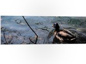 WallClassics - PVC Schuimplaat - Eendje Zwemmend in het Water - 90x30 cm Foto op PVC Schuimplaat (Met Ophangsysteem)