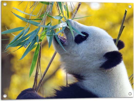 WallClassics - Tuinposter – Etende Panda - 80x60 cm Foto op Tuinposter  (wanddecoratie voor buiten en binnen)