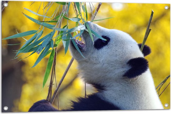 WallClassics - Tuinposter – Etende Panda - 90x60 cm Foto op Tuinposter  (wanddecoratie voor buiten en binnen)