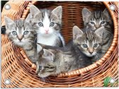 WallClassics - Tuinposter – Kittens in een Mand - 40x30 cm Foto op Tuinposter  (wanddecoratie voor buiten en binnen)