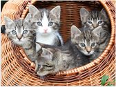WallClassics - Poster (Matte) - Chatons dans un panier - 40x30 cm Photo sur Papier Poster d'aspect Mat