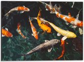 WallClassics - Dibond - Koi Karpers in het Water - 40x30 cm Foto op Aluminium (Wanddecoratie van metaal)