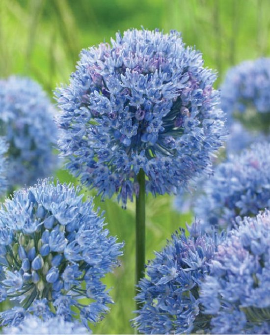 50 Allium Caeruleum Bol